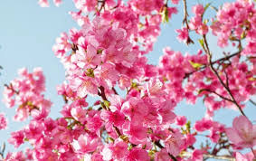Toh sebenarnya lebih indah dan cantik foto bunga full hd daripada gambar bunga bergerak di jadikan wallpaper di ponsel kamu yang bikin baterai hp kesayangan kamu cepat habis. Wallpaper Bunga Sakura Untuk Hp