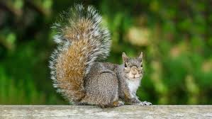 Get an alert with the newest ads for squirrel in canada. From Cute To Catastrophic You Shared Your Best Personal Squirrel Stories Cbc Life