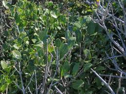 Image result for Chionanthus foveolatus