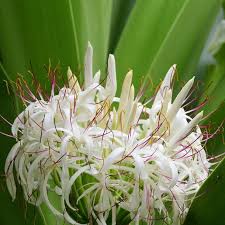 Image result for Crinum aurantiacum