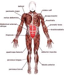 The muscular system consists of various types of muscle that each play a crucial role in the function of the body. Muscle Diagrams Of Major Muscles Exercised In Weight Training