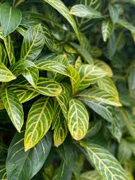 Image result for Sanchezia speciosa