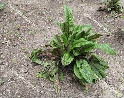 Lunes, 28 de junio de 2021 20:19 Macris Rosu Rumex Sanguineus Ingrijire Inmultire Udare Intretinere Horticultorul Ro