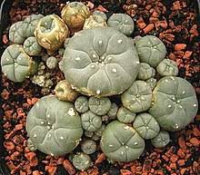 Mescaline brings you in a hallucinogenic state that can potentially have a psychotic feel. Peyote Wikipedia
