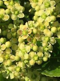 Image result for Nuxia congesta