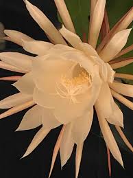 Learn to care for and grow an orchid cactus at houseplant411.com. Epiphyllum Oxypetalum Care Secrets Of Queen Of The Night