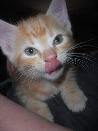 Caring For Kittens 5 To 7 Weeks Old Kitten Care Kittens 6 Week Old Kitten
