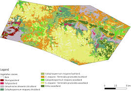 Image result for Hirpicium gazanioides