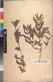 Image result for Thunbergia annua