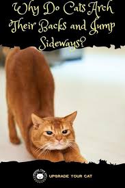 Pin On Curious Cat Behaviors