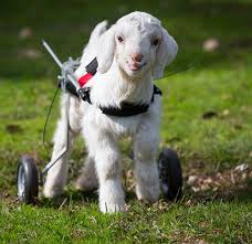 Frostie The Snow Goat From Edgar S Mission Farm Sanctuary Cute Goats Baby Goats Goats