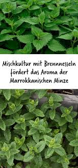Marokkanische Minze Mischkultur Mit Brennnesseln Fordert Das Aroma Paprika Pflanzen Minze Pflanzen