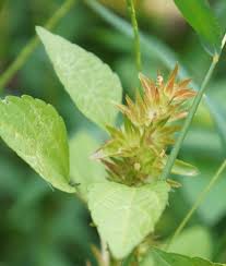 Image result for Acalypha ciliata