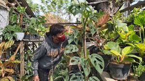 Idealnya, bunga perlu disiram pagi dan sore hari secara teratur untuk mendapatkan pertumbuhan yang baik. Janda Bolong Mulai Pudar Ini 3 Tanaman Hias Jenis Aglonema Yang Kini Sedang Naik Daun Tribun Jateng