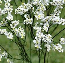 Contact little white florist in holbrook on weddingwire. Bulk Wholesale White Limonium Filler Flower At Discount Price Fresh Wedding Flowers Small White Flowers White Flowers