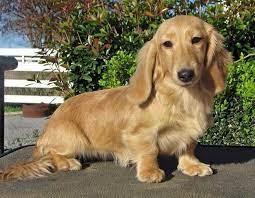 Dachshund puppies for sale and available now. English Cream Long Haired Dachshund Puppies For Sale Petsidi