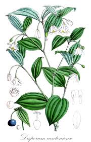 Image result for Camptorrhiza strumosa