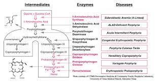 heme synthesis college organization college study