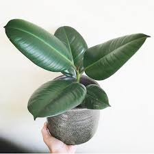 Image result for Ficus elastica