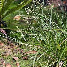 Image result for Carex leptosaccus