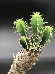 Image result for Euphorbia mlanjeana