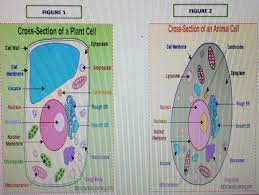 Maybe you would like to learn more about one of these? 1 Compare The Shape Of A Plant Cell With An Animal Cell 2 Which Cell Parts Are Found In Both Brainly Ph