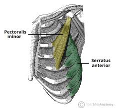 The sternum is a long, flat bone, forming the middle portion of the front of the chest. Muscles Of The Pectoral Region Major Minor Teachmeanatomy