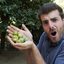 Perché CADONO tutti i CACHI acerbi?🍊🌳 Fino ad un 20-30% dei frutti è una  cosa normale, è semplicemente la pianta che sta selezionando i frutti da  portare a maturazione. Nel caso la