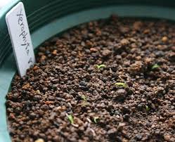 Image result for Xerophyta wentzeliana