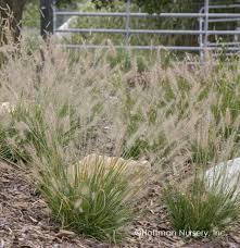 Check spelling or type a new query. Small Ornamental Grasses Fairview Garden Center