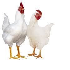 Hubbard Broiler A Chicken Raised Specifically For Meat As Opposed To A Layer That Is Utilised For Egg Produ Broiler Chicken Raising Chickens Photo Album Design