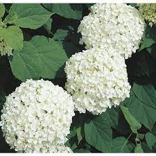 1 5 Gallon White Annabelle Hydrangea Flowering Shrub In Pot L6812 Lowes Com Hydrangea Shrub Annabelle Hydrangea Hydrangea Landscaping