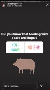 The wild boar was added into the game with the other safari pets on july 5, 2019 and was obtainable until the 31st of august 2019. S Pore Influencer Posts Video Of Her Feeding Bread To Wild Boars At Wild Boar Reserves Nestia