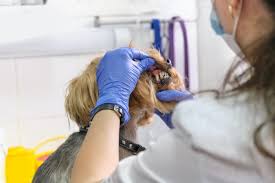 A professional dog teeth cleaning is recommended once a year to help stave off plaque and tartar that can lead to gum inflammation, periodontal disease and the average cost to clean your dog's teeth is around £233. How Much Does Dog Teeth Cleaning Cost And Its Importance Thegoodypet