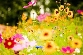 Отже вітаю усіх з початком літа.нехай буде це літо найкращим і проведіть його у найкращому настрої! Pogoda U Zhitomiri V Pershij Den Lita Dosh Do 13 01 06 2020 20 Hvilin Zhitomir