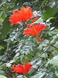 Image result for Tecomaria nyassae