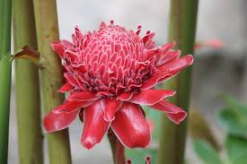 Image result for Etlingera