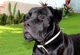 kopek dunyasi adli kullanicinin 2021 satilik cane corso fiyatlari panosundaki pin cane corso kopek bekci kopegi