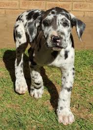 Great dane vaalwater, gorgeous great dane puppies for sale, we have six puppies available: Giant German Bloodline Purebred Great Dane Puppies For Sale Junk Mail