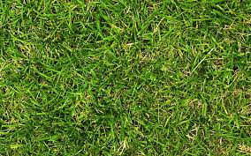 Crabgrass growth is favored by extreme heat and dry conditions. How To Get Rid Of Crabgrass The Home Depot