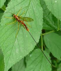 The types of flies the average individuals crosses paths with on a daily basis, from your basic house fly to mosquitoes and gnats, are defined by having two wings. Beautifully Colored Insect With Long Tail Stinger Like Thing Megarhyssa Nortoni Bugguide Net