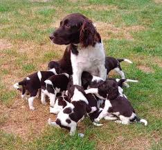 Image result for Velký münsterlandský ohař