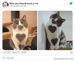 Maybe you would like to learn more about one of these? This Twitter Account Is Called Why You Should Have A Cat And Here Re 50 Reasons Why Bored Panda