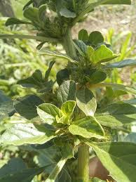 Image result for Amaranthus thunbergii