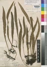 Image result for Loxogramme abyssinica