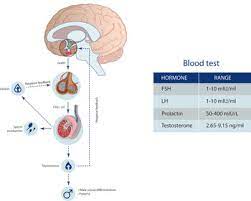 Physiology Of The Male Reproductive System Chapter 3 A Textbook Of Clinical Embryology