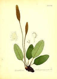 Image result for Elaphoglossum tanganjicense
