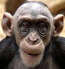 Drivers Licenses Viewable Online Monkeys Funny Cute Monkey Monkey