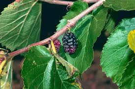 Check spelling or type a new query. How To Grow Mulberries Rhs Advice Rhs Gardening