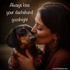 I love Dachshunds‎‏ ‏يو نوې انځور‏...